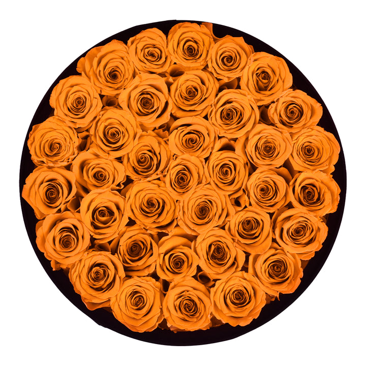 36 Fuchsia Roses - Black Round Velvet Box