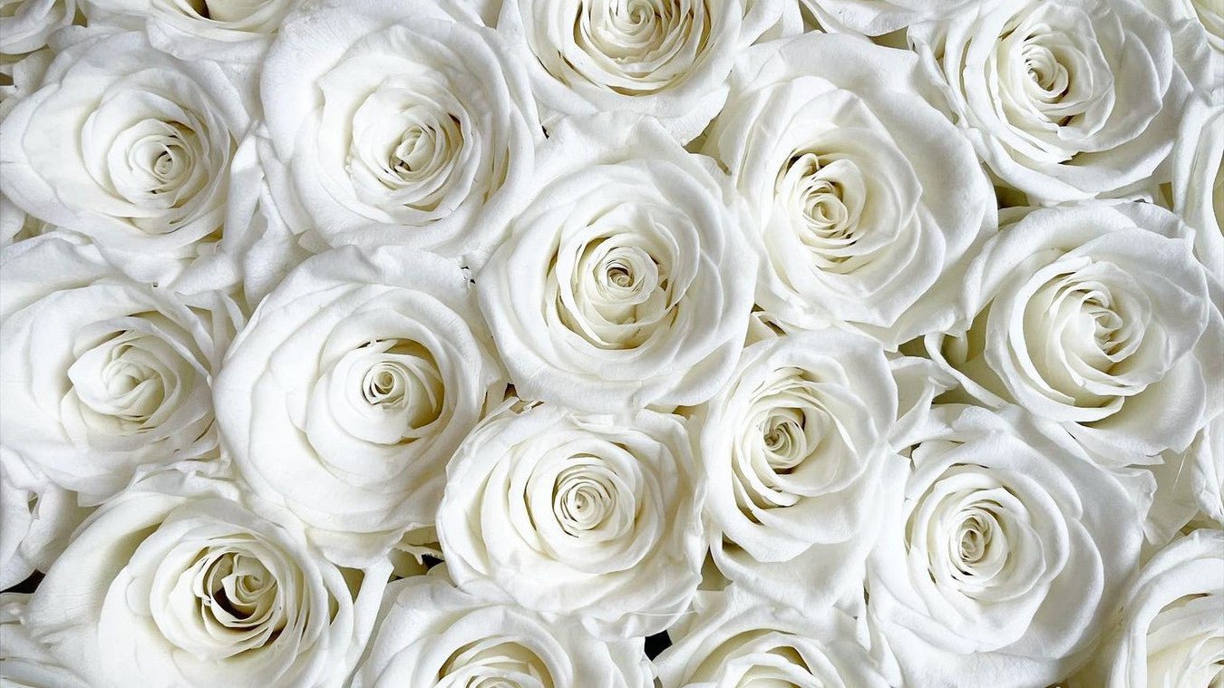 All You Need To Know About Ecuadorian Roses – Rose Forever