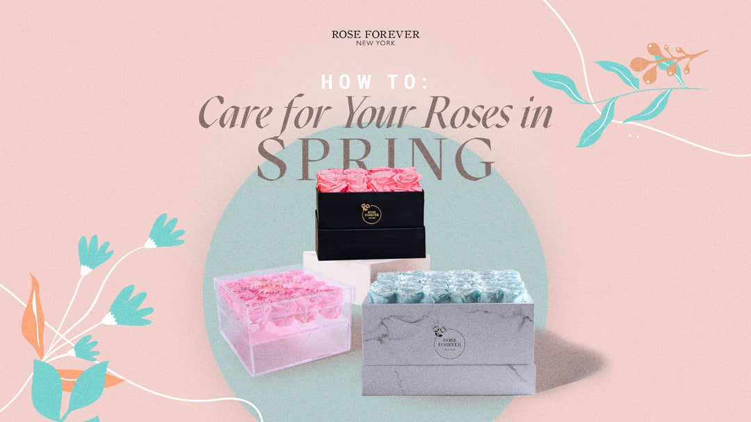 How to Care for Your Roses in Spring - Rose Forever