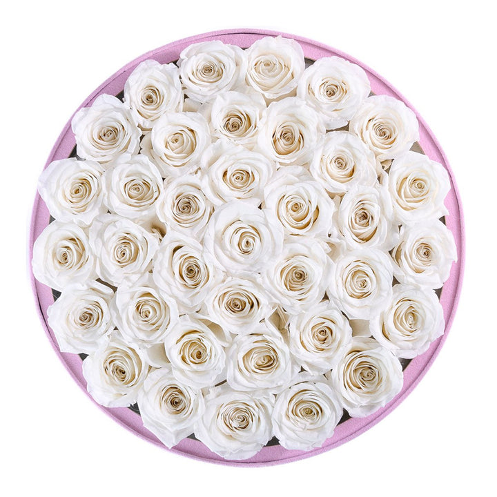 36 White Roses - Pink Round Suede Box - Rose Forever