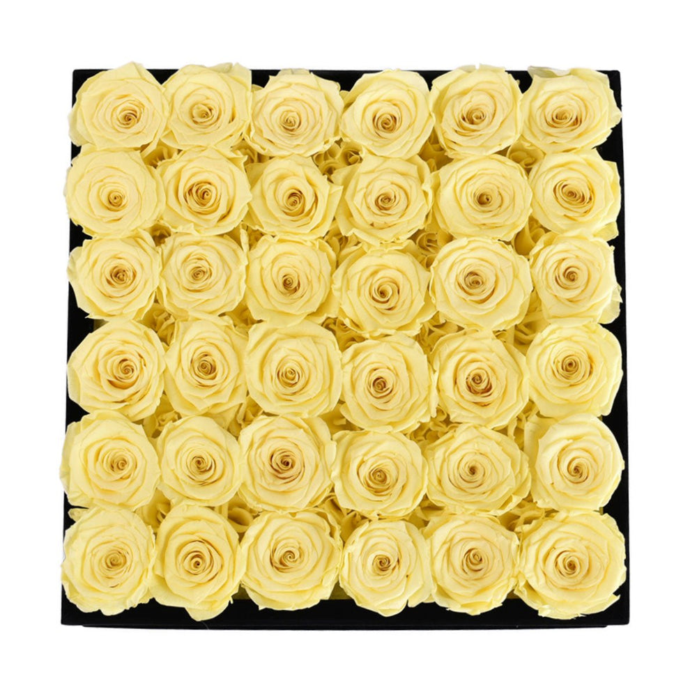 36 Yellow Roses - Black Square Velvet Box - Rose Forever