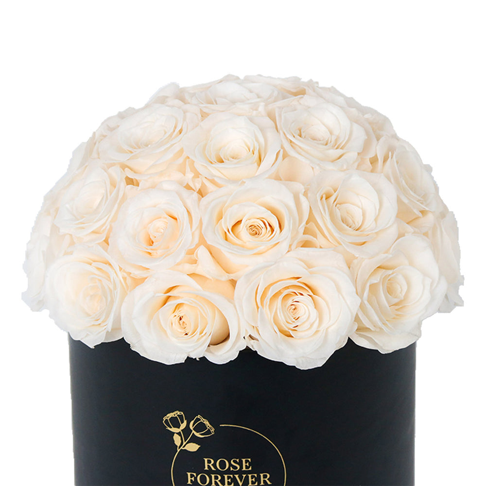 Dome Ivory 35 | Rose Forever 
