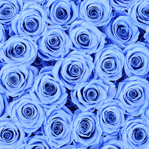Rose Forever | Preserved Roses