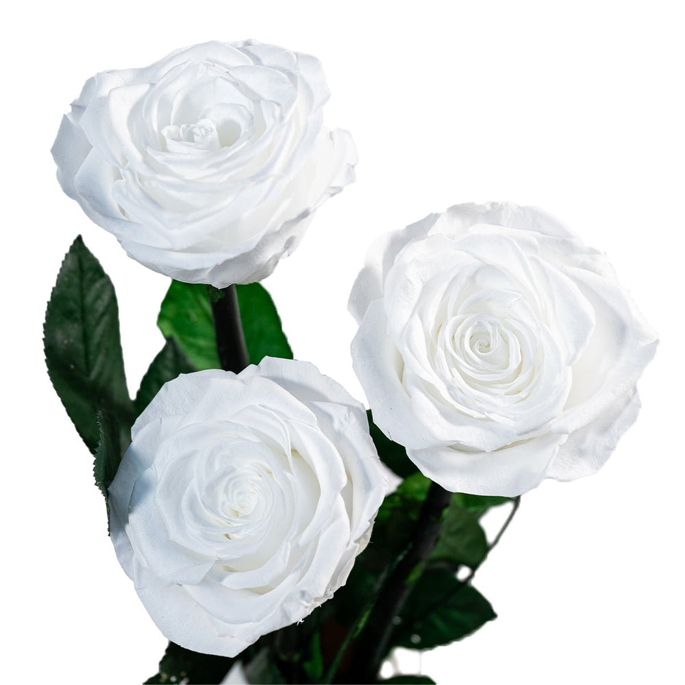 Long Fleur Blanche - Long - stemmed White Roses in a White Vase - Rose Forever