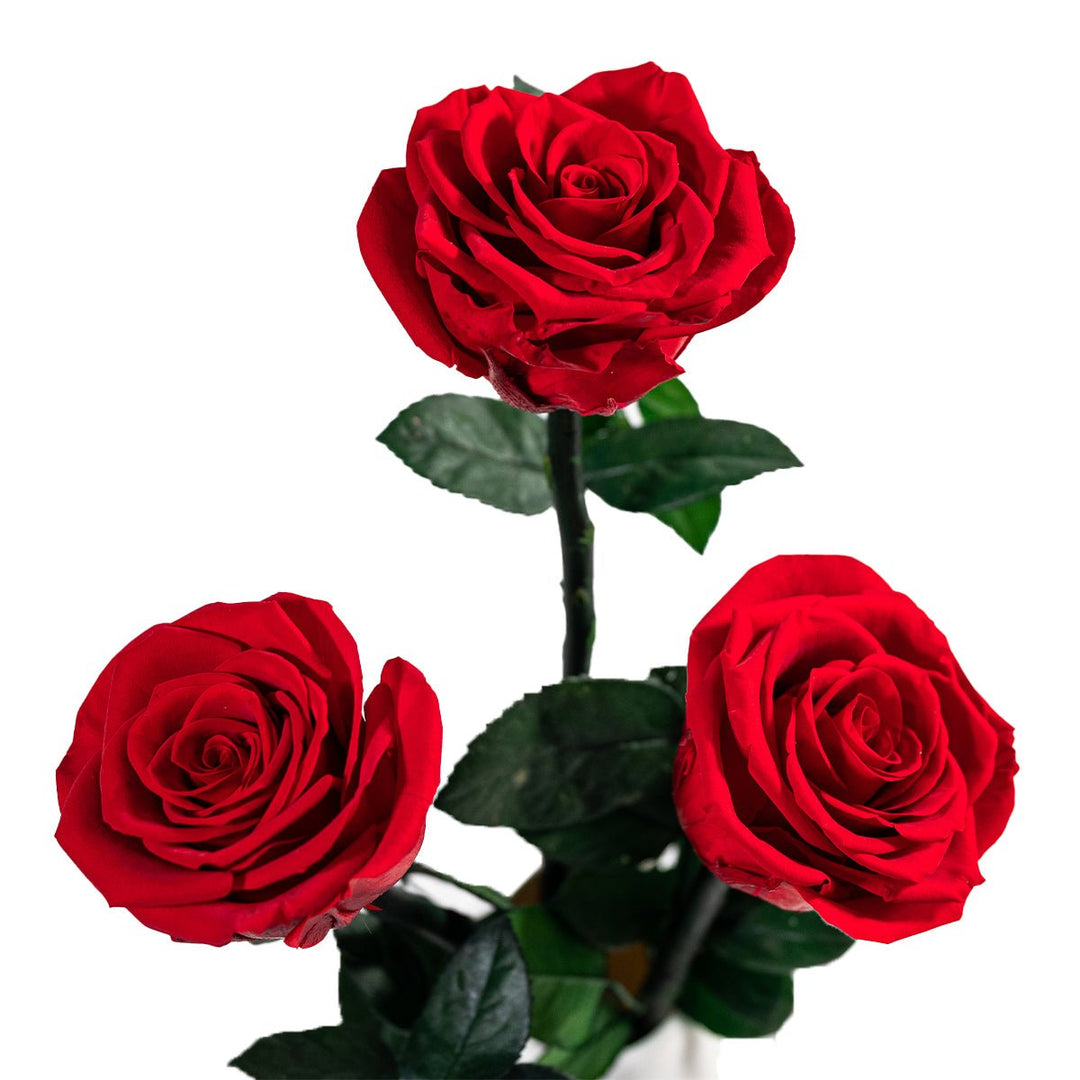 Long Fleur Rouge - Long - stemmed Red Roses in a White Vase - Rose Forever