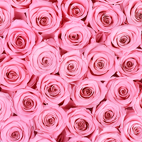 Rose Forever | Preserved Roses