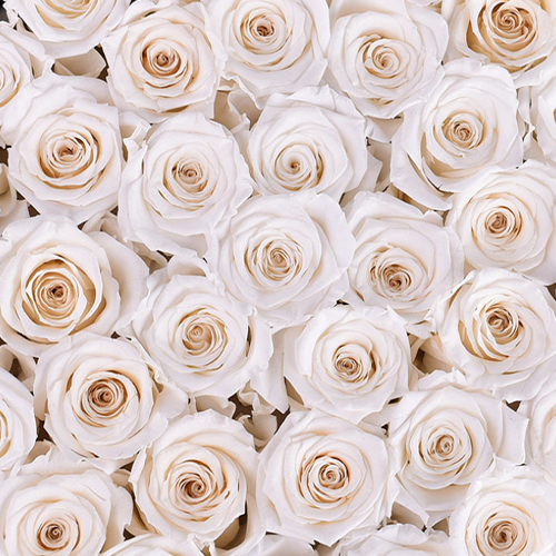 Rose Forever - Preserved Roses That Last a Year