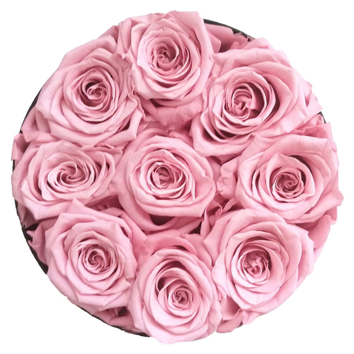 Essential Ecuador Pearl Pink 9 | Rose Forever 