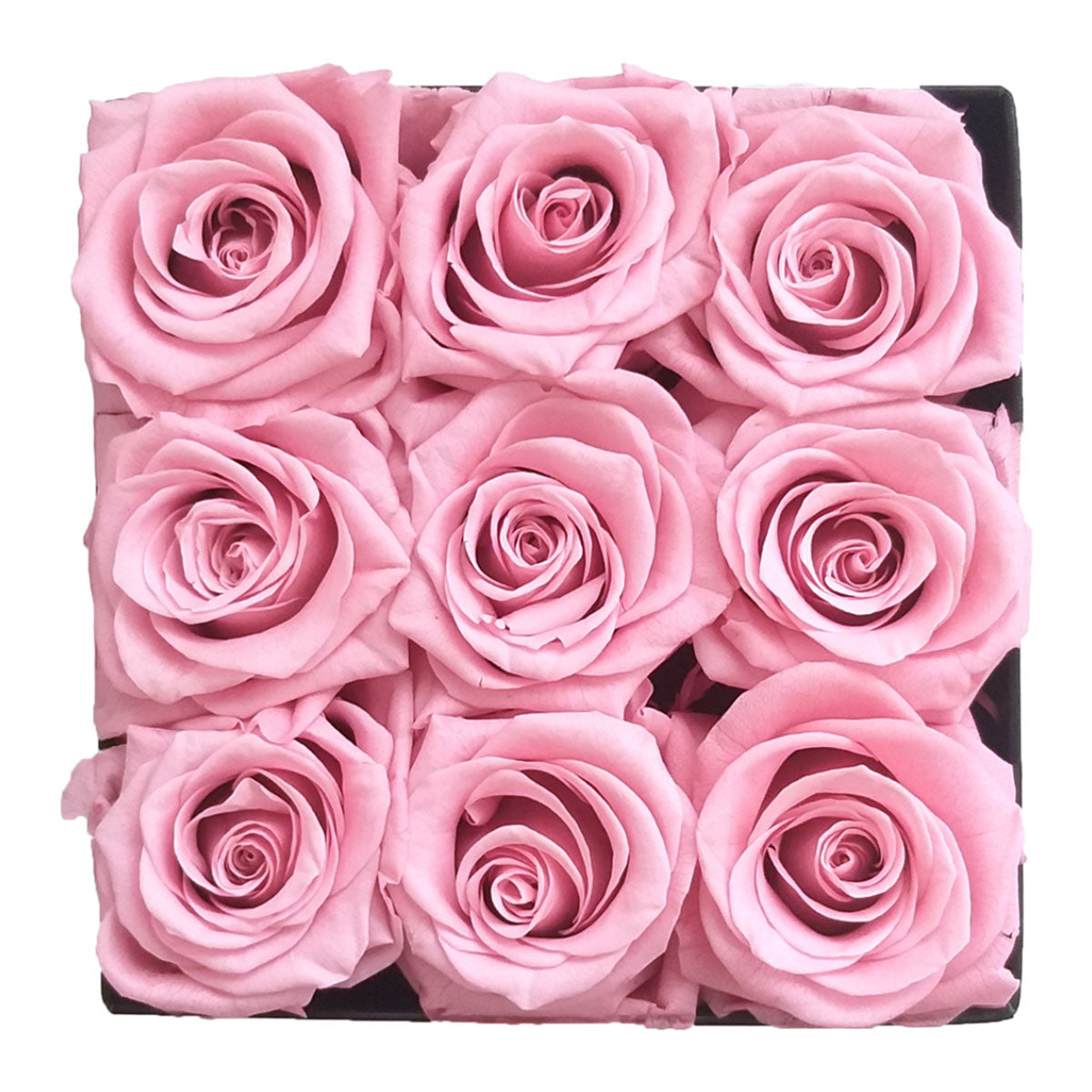 Pink Ecuadorian Eternity Flowers Preserved Roses Pack of 6 6cm to 7cm