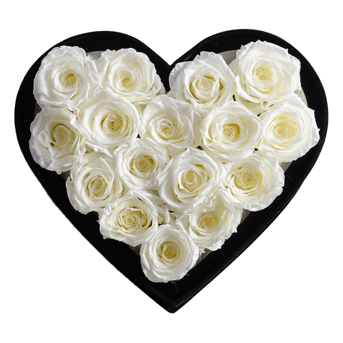 Passion Love Black Velvet White 16 | Rose Forever 